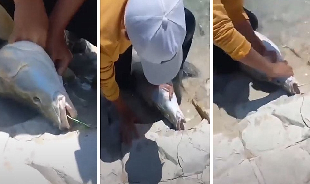 Dev balık Urfa sularında yakalandı
