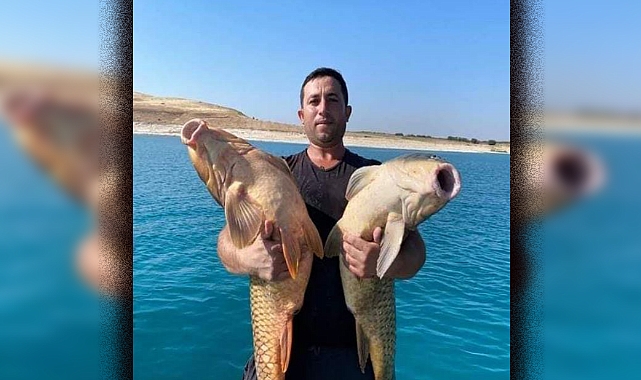 Urfa'da dev balıklar ağlara takıldı