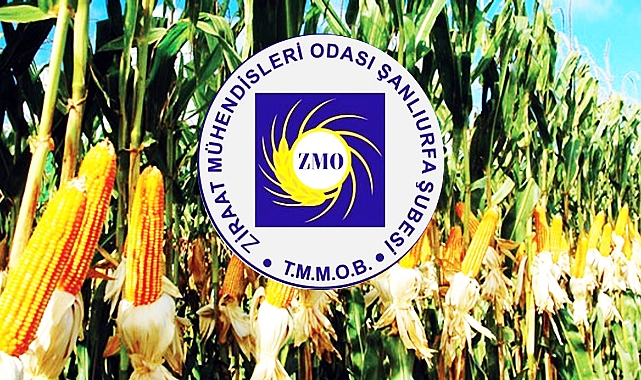 ZMO'dan mısır fiyatı açıklaması