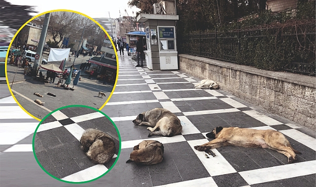 Başıboş köpek sorunuyla ilgili yeni gelişme