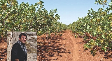Fıstığın kalbi Urfa, mitingin adresi Gaziantep! Urfalı avukattan sitem ve çağrı