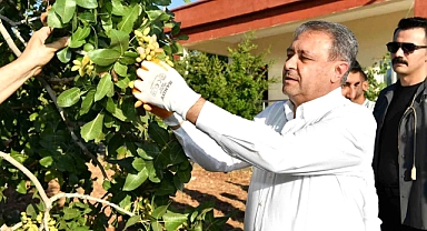 Şanlıurfa'da fıstık hasadı başladı: Vali Şıldak'tan üreticilere bereket dileği