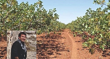 Şanlıurfa tarımını bekleyen karanlık tablo!