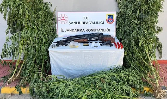 Jandarmadan uyuşturucu operasyonları: 6 gözaltı