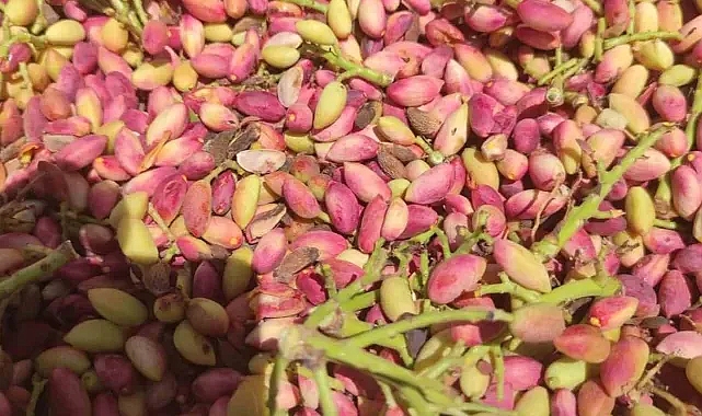 Şanlıurfa’da hırsızlar 400 kg fıstık çaldı