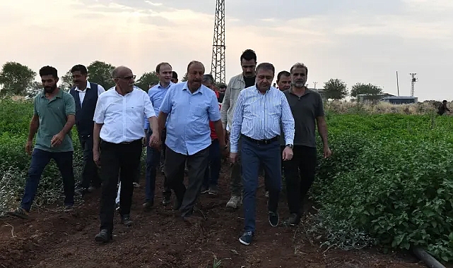 VALİ ŞILDAK, DOMATES HASADINA KATILDI