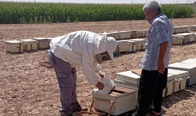 Şanlıurfa arıcılıkta yükselen merkezlerden biri oldu