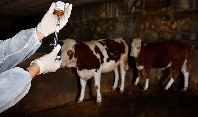 Şap, Ceylanpınar TİGEM'e mi yayıldı?