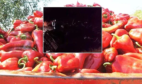 Şanlıurfa’da biber yüklü kamyonet devrildi