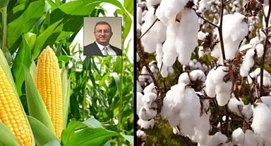 Şanlıurfa’da pamuk ve mısır üreticileri çok dertli