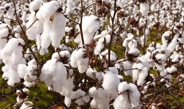 Şanlıurfa Valiliği, ‘pamuk’ ile genelge yayınladı