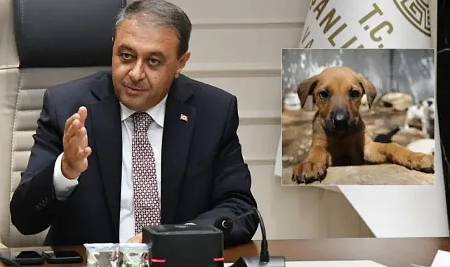 Valilikte gündem: Sahipsiz sokak hayvanları