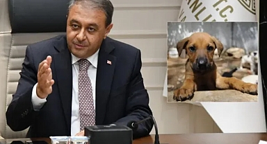Valilikte gündem: Sahipsiz sokak hayvanları