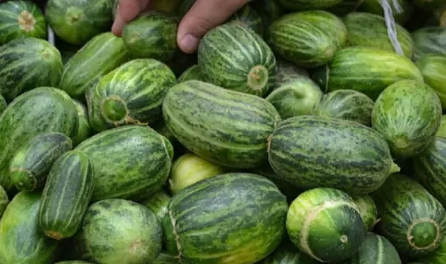 Dışı karpuz, içi kavun, tadı salatalık!