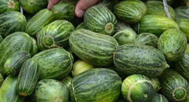 Dışı karpuz, içi kavun, tadı salatalık!