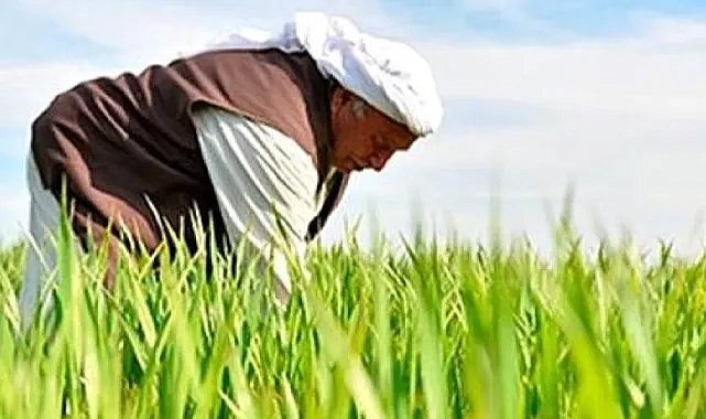 Şanlıurfa çiftçisi onuru için ekecek ama nasıl?