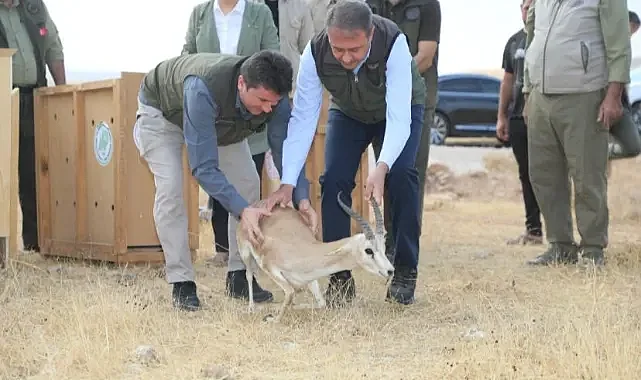 Şanlıurfa’da ceylan sayısı 2 bin 500’e ulaştı