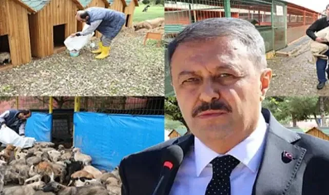 Şanlıurfa’da rekor sayıda sokak hayvanı toplandı