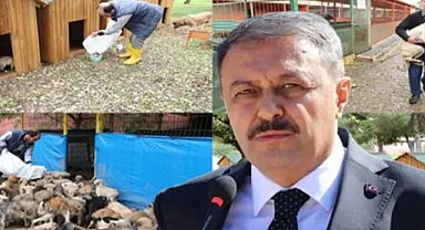Şanlıurfa’da rekor sayıda sokak hayvanı toplandı