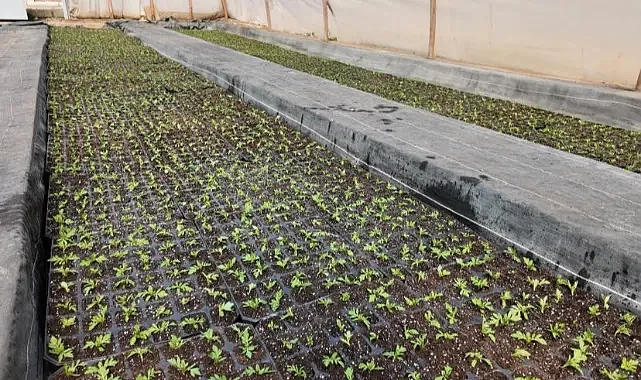Büyükşehir seralarında 400 bin yazlık çiçek üretiliyor