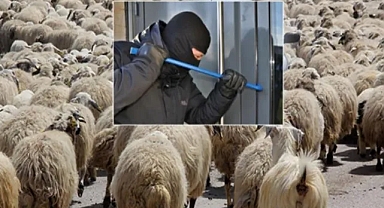 Harran’a hırsızlar dadanmış durumda