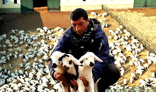 Şanlıurfa'da kuzu ölümlerine dikkat!
