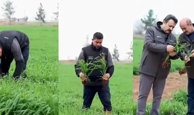 Tarım arazileri için ‘Sarı Pas’ uyarısı