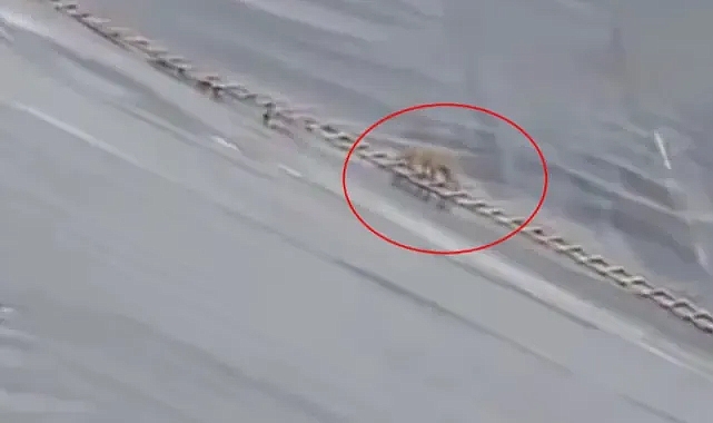 Yapay gölete düşen çakal merdivenle kurtarıldı