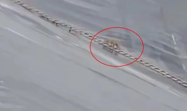 Yapay gölete düşen çakal merdivenle kurtarıldı