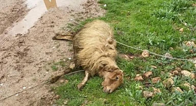 Yüksek gerilim hattı koptu: 5 koyun telef oldu