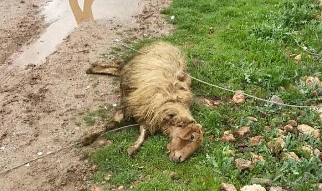 Yüksek gerilim hattı koptu: 5 koyun telef oldu