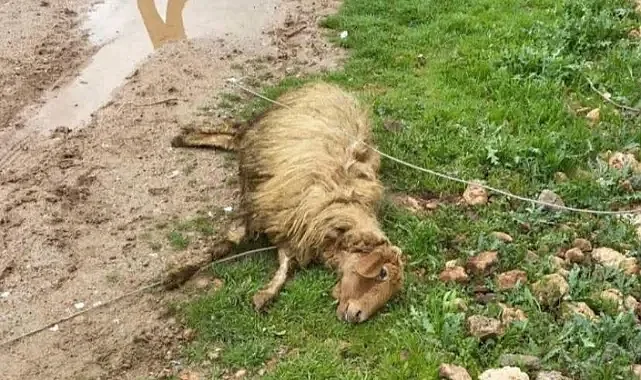 Yüksek gerilim hattı koptu: 5 koyun telef oldu