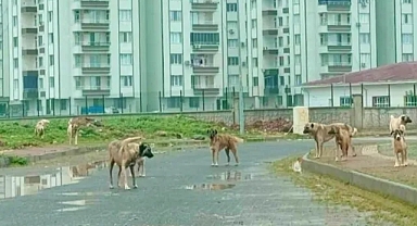 Başıboş köpekler yine tehlike oluşturuyor