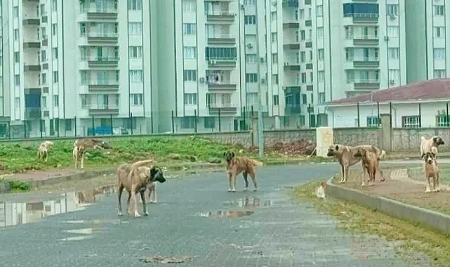 Başıboş köpekler yine tehlike oluşturuyor