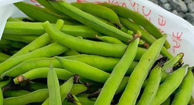 Harran, alternatif ürünlere yönelmeye devam ediyor