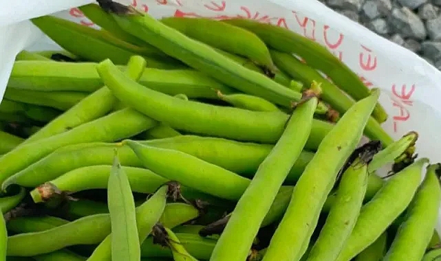 Harran, alternatif ürünlere yönelmeye devam ediyor