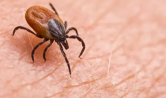 Havalar ısındı: Kene vakalarına dikkat !