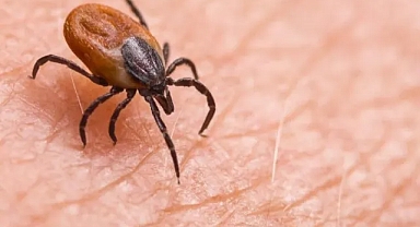 Havalar ısındı: Kene vakalarına dikkat !