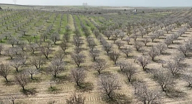 Şanlıurfa, Badem üretiminde zirvede