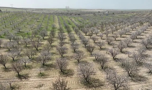 Şanlıurfa, Badem üretiminde zirvede