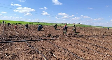 Şanlıurfa’da çiftçiler domates ekimine başladı