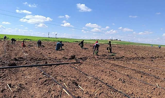Şanlıurfa’da çiftçiler domates ekimine başladı