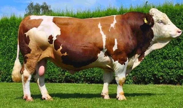 Şanlıurfa’da kurbanlık piyasası hareketlenmeye başladı