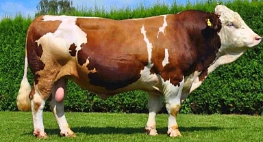 Şanlıurfa’da kurbanlık piyasası hareketlenmeye başladı