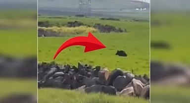 Şanlıurfa’da yaban domuzu alarmı