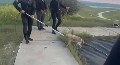 Sulama göletine düşen tilkinin imdadına itfaiye yetişti