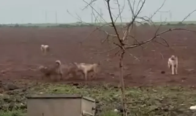 Viranşehir’de başıboş köpekler tehlike oluşturuyor