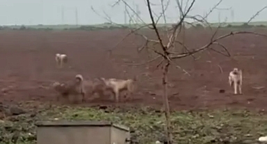 Viranşehir’de başıboş köpekler tehlike oluşturuyor