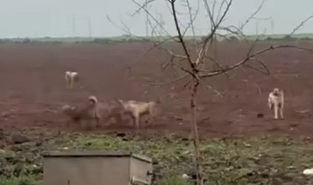 Viranşehir’de başıboş köpekler tehlike oluşturuyor