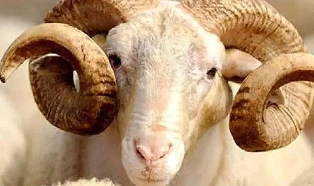 Alım gücündeki düşüş kurban kesimlerine yansıdı